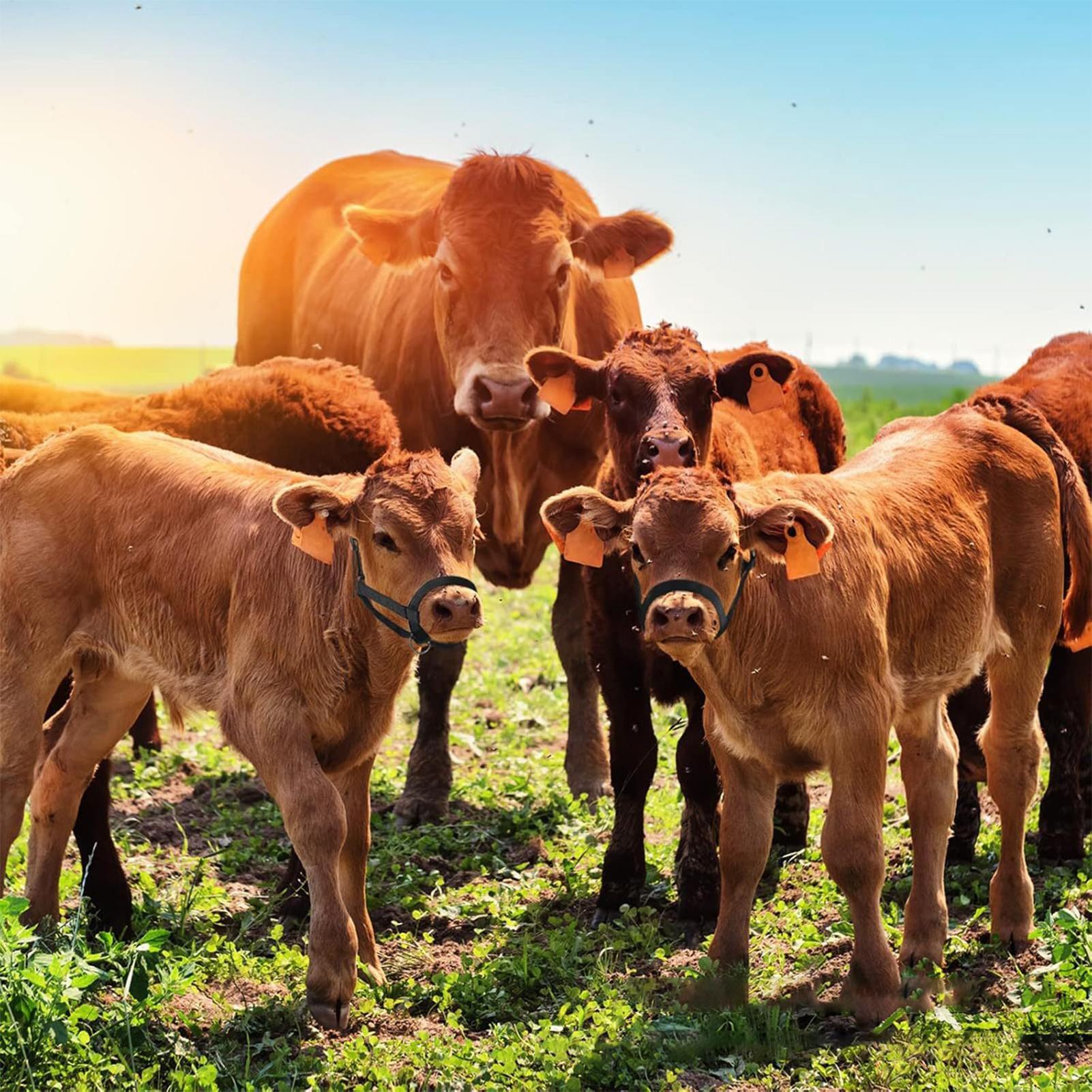 Cattle Halter Cattle Training  - огляд і ціна Heavy Equipment Yard