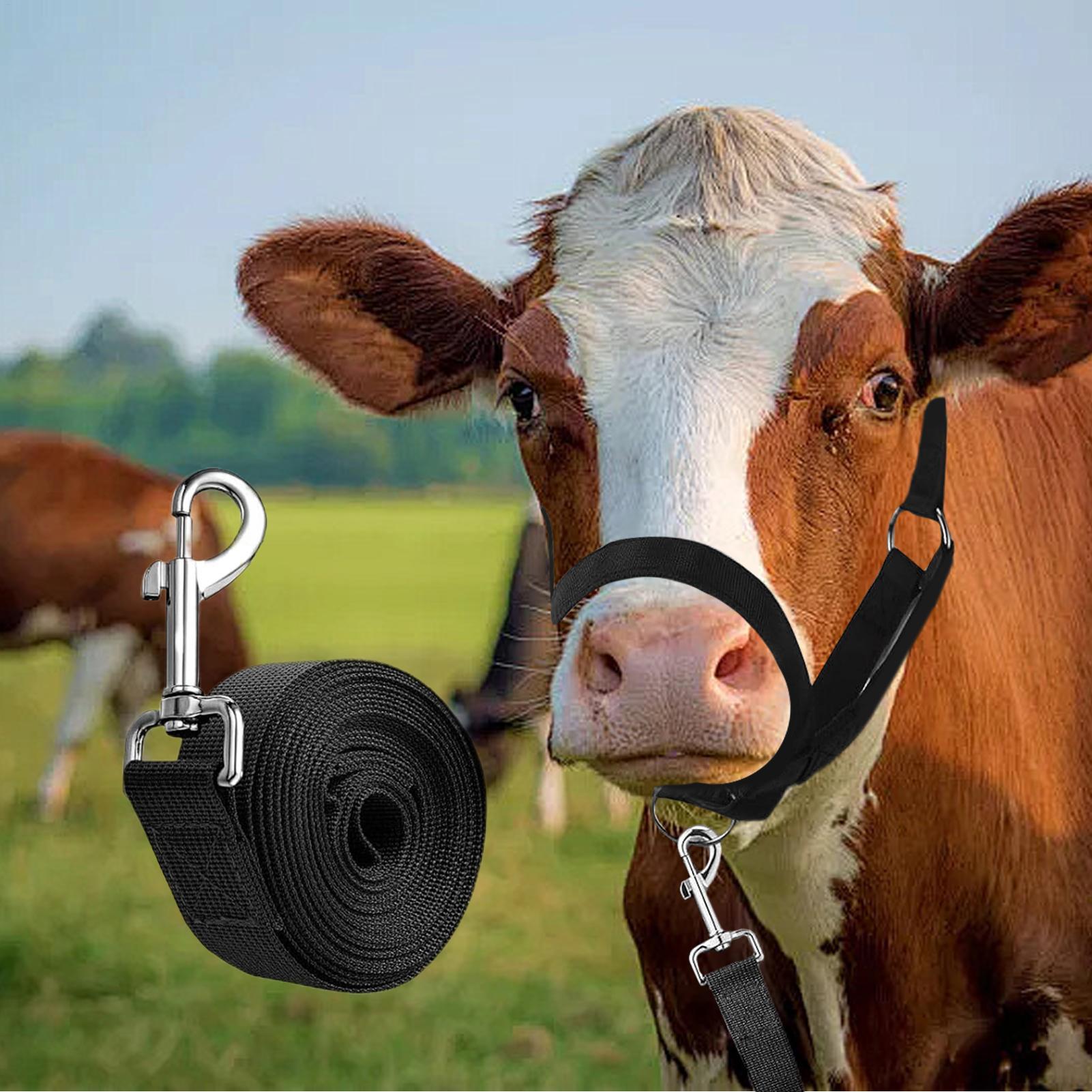 Cattle Halter Cattle Training  - огляд і ціна Heavy Equipment Yard